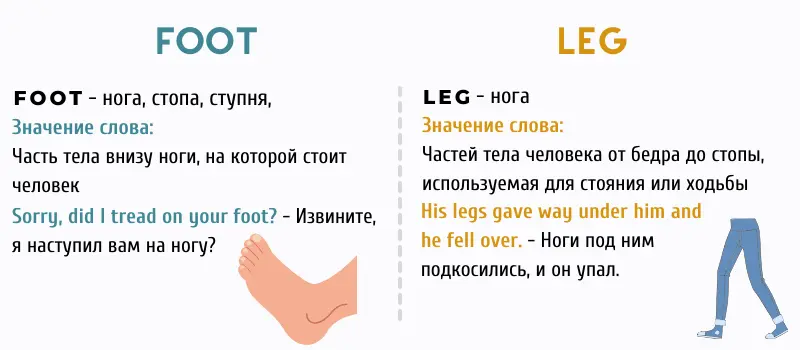 Чем отличается Foot и Leg Чем отличается Foot и Leg